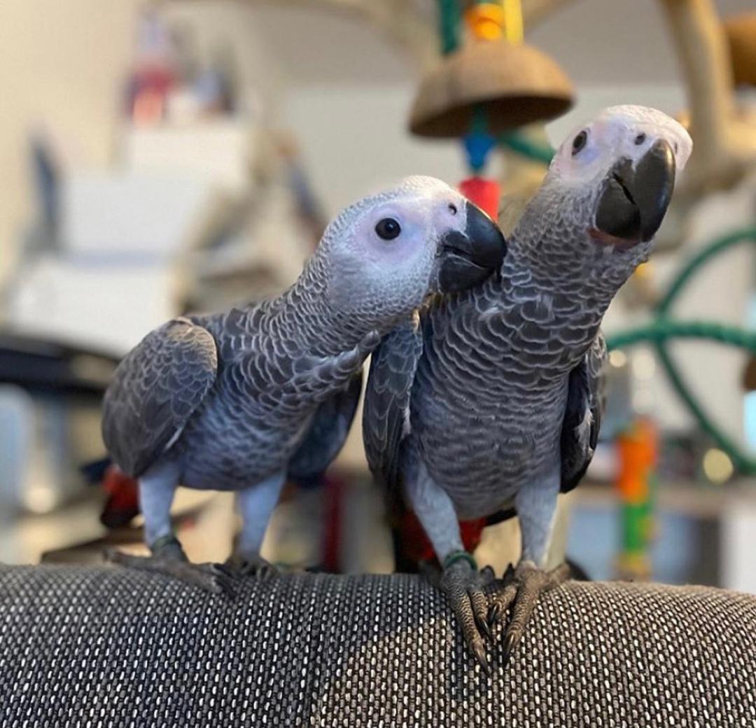 Cute and Adorable Pair of African Grey Parrot for... - معروض (للبيع) في African Grey Parrot For Sale In Massachusetts