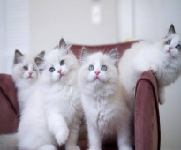 Home Raised Ragdoll Kittens for sale