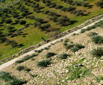 ارض في مرصع على حدود اراضي عمان وتنظيمها سكني زراعي
