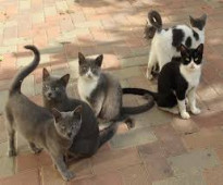 صيد القطط - مكافحة القطط الضالة بالرياض