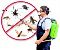 شركة مكافحة حشرات بالمدينة المنورة بأسعار رخيصة