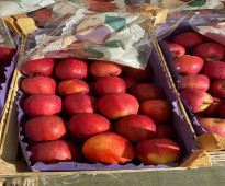 تفاح بولندي شينكو ريد جالا درجه أولي بأفضل الأسعار