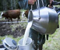 مشروع تربية المواشي وإنتاج الحليب في تركيا