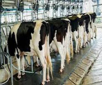 فرصة استثمارية على المدى القصير في مشروع تربية المواشي وإنتاج الحليب في تركيا