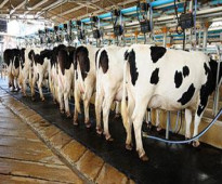 فرصة استثمارية على المدى القصير في مشروع تربية المواشي وإنتاج الحليب في تركيا