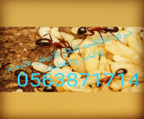 شركة مكافحة حشرات بالدمام والخبر والقطيف ومكافحة النمل الابيض للتواصل 0563871714