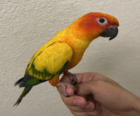 Beautiful friendly parrot hand tamed and trained to fly