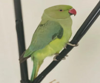 Indian Ringneck parrot