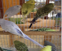 Budgies healthy and active each 40