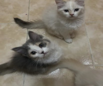 قطتين شيرازي