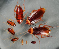 مكافحة حشرات والنمل الابيض والفئران والصراصير 0504338661