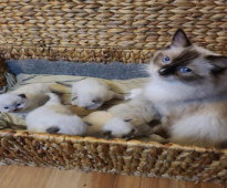 Ragdoll kittens available for sale